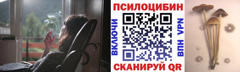 Псилоцибиновые грибы Cubensis  Гусиноозёрск 